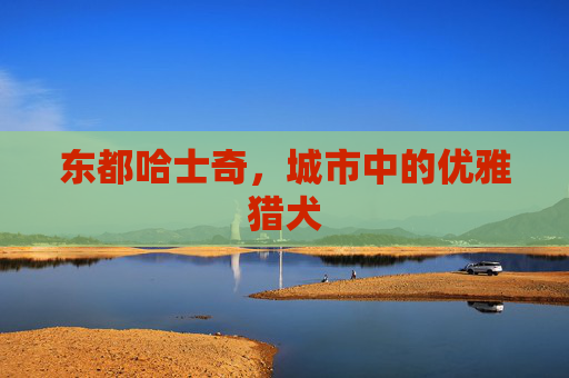 东都哈士奇,城市中的优雅猎犬 东都哈士奇,城市中的优雅猎犬
