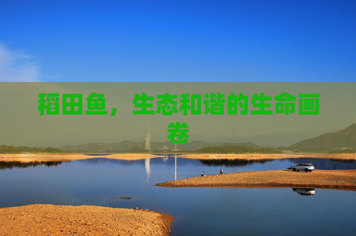 稻田鱼，生态和谐的生命画卷