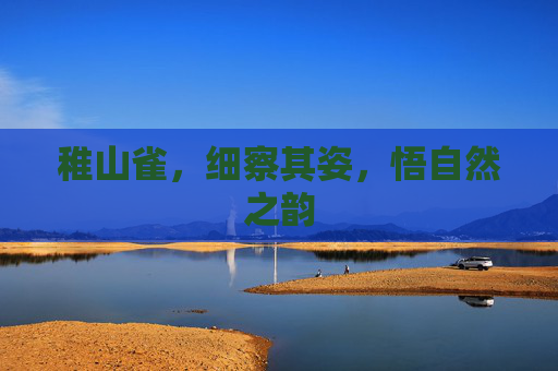 稚山雀，细察其姿，悟自然之韵
