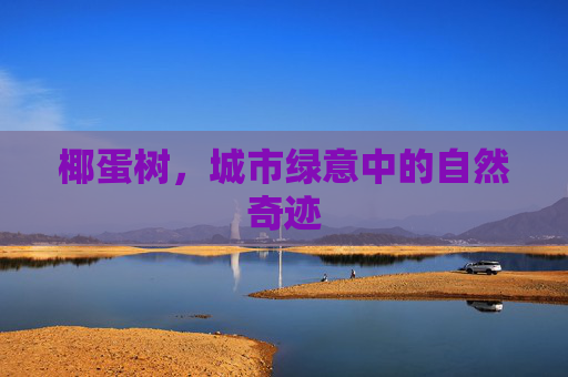 椰蛋树，城市绿意中的自然奇迹