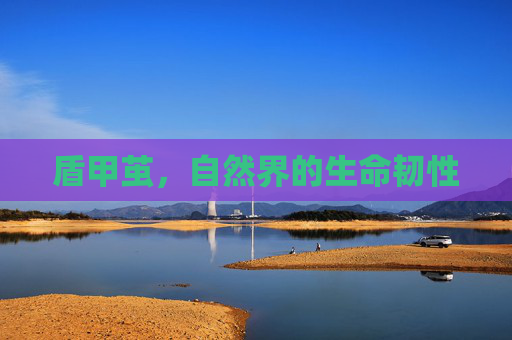 盾甲茧,自然界的生命韧性 盾甲茧,自然界的生命韧性