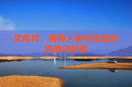 叉角羚,稀有人类与生态边界的守护者 叉角羚,稀有人类与生态边界的守护者