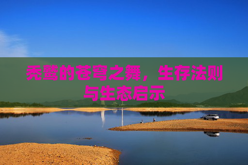秃鹫的苍穹之舞，生存法则与生态启示