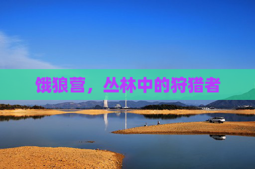饿狼营，丛林中的狩猎者