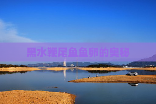 黑水鞭尾鱼鱼卵的奥秘 黑水鞭尾鱼鱼卵的奥秘