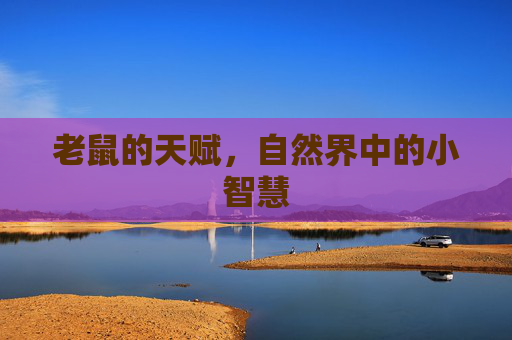 老鼠的天赋，自然界中的小智慧